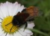 254355 – Photo : Edith Konik – France (95)
